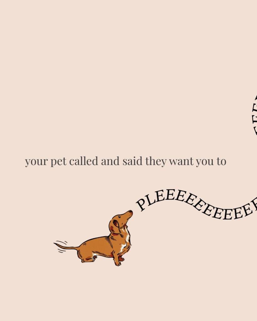 Don’t leave your sweetest family members out of your biggest celebration! 🤍 Bringing your pet to your wedding is so